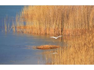 "Sulak alanlar donunca, kuş sayısı azaldı"