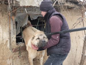 Muş'ta parmaklıklara sıkışan köpek kurtarıldı