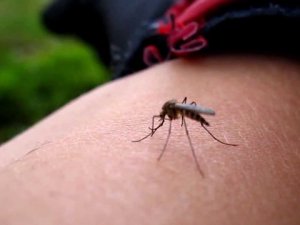 İrlanda'da 2 kişide Zika virüsü belirlendi