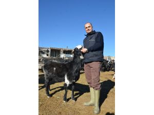 Üniversiteli keçilerin yemleri de üniversiteden