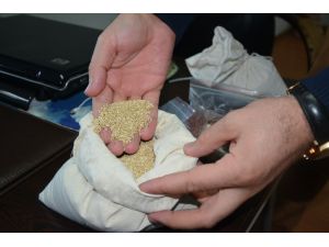 Edirne'de "kinoa" seferberliği