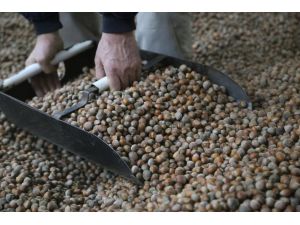 TMO aracılığıyla fındık alınması