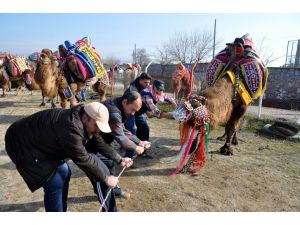 Ege'de Yörük Kültürünün seyirlik geleneği: "Deve Güreşleri"