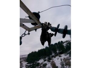 Direğe sıkışan kuş, elektrik kesintisine neden oldu