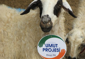 Dost Eli, ailelere umut oluyor