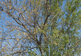 Ağaçlar gürültü kirliliğini önlüyor