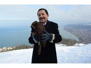 Ordu'da tedavileri tamamlanan şahinler doğaya bırakıldı