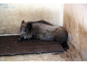 Yaralı domuz tedavi altına alındı