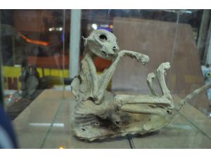 Türü belirlenemeyen hayvan iskeletini iş yerinde sergiliyor