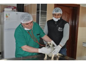 Sokak hayvanlarına "konforlu" hizmet