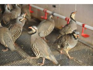 Afyonkarahisar'da üretilen 20 bin keklik doğaya bırakıldı