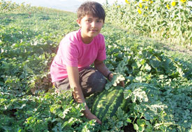 Susuzluk karpuzu tarlada bıraktı