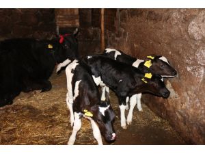 Balıkesir'de bir inek üçüz yavruladı