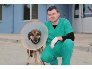 "Dost", doku nakliyle hayata bağlandı