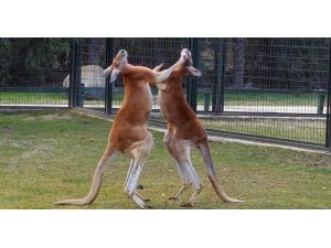 Kanguruların "boks maçı" kamerada