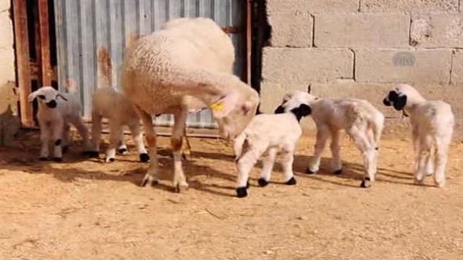 Konya'da Bir Koyun Beşiz Yavruladı