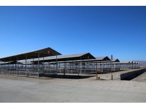 Sivas'taki şap karantinası kaldırıldı