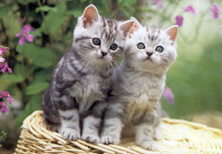 Yaz sıcağı uyarısı