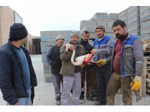 Karapınar'da yaralı flamingo tedavi altına alındı
