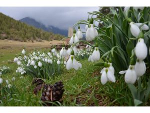 "Kardelenler" çiçek açtı