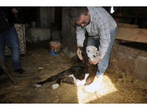 İki bacaklı buzağı görenleri şaşırtıyor