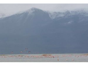 Sultan Sazlığı'nda kuş sayısı arttı