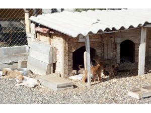 Sokak ve barınaklar "Cins Köpek"lerle dolu
