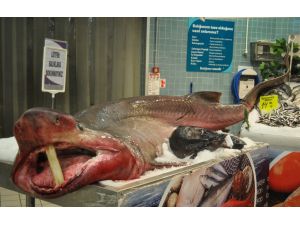 Marmara Denizi'nde yarım tonluk "camgöz" yakalandı