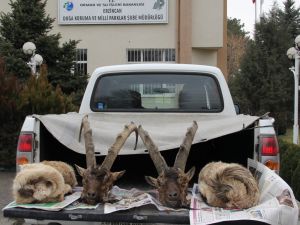Kaçak avcılara 28 bin lira para cezası