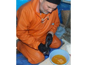 Çubuk'ta alabalık sağımı