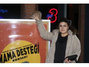 Sokak hayvanları için düzenlenen konserde bilet yerine mama