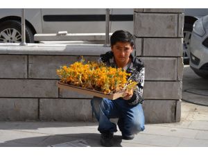 Okul harçlığı "çiğdem"den