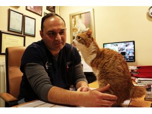 "Kedi Hastanesi"nin maskotu Umut ayaklandı