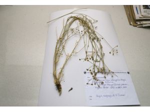 Türk bilim adamlarından yeni bitki türü