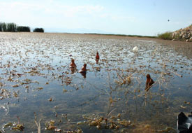 Göl Milli Parkında çevre alarmı