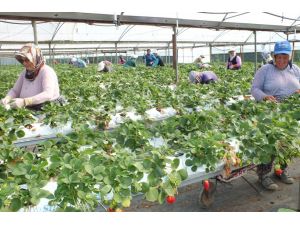 Çilekte "topraksız tarım" yaygınlaşıyor