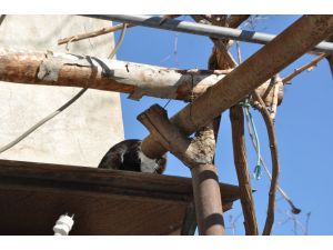 Boruya sıkışan kedi kurtarıldı