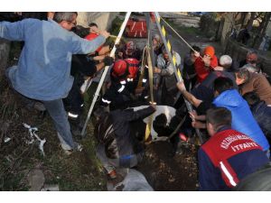 Su kanalına düşen ineği itfaiye kurtardı