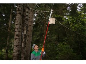 Ormanlara 670 bin kuş yuvası