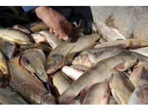 Erzincan'da "kaçak balık avı" operasyonu