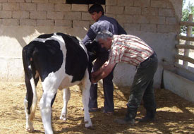 Şapa karşı koruyucu aşılama