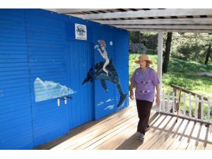 "Kaptan June" ömrünü caretta carettalara adadı