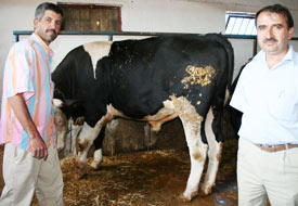 Çift erkek organlı dana 1 buçuk yaşında