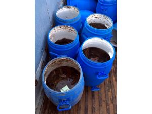 Çanakkale'de "deniz patlıcanı" operasyonu