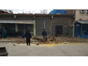 Bir ağaç kesti, 30 fidan dikecek