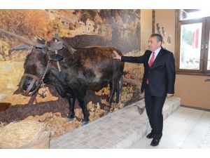 Unutulmuş tarım aletleri Hatay'daki müzede