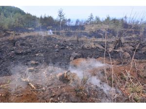 Osmaniye'de orman yangını