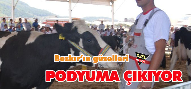 Damızlık güzeller boy gösterecek