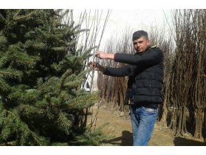 Sorgun'da fidanlar satışa çıktı