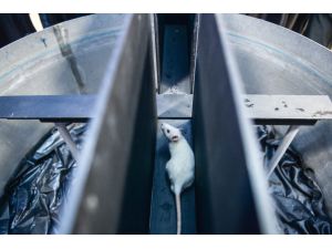 Zihin gelişiminde "bor" mucizesi